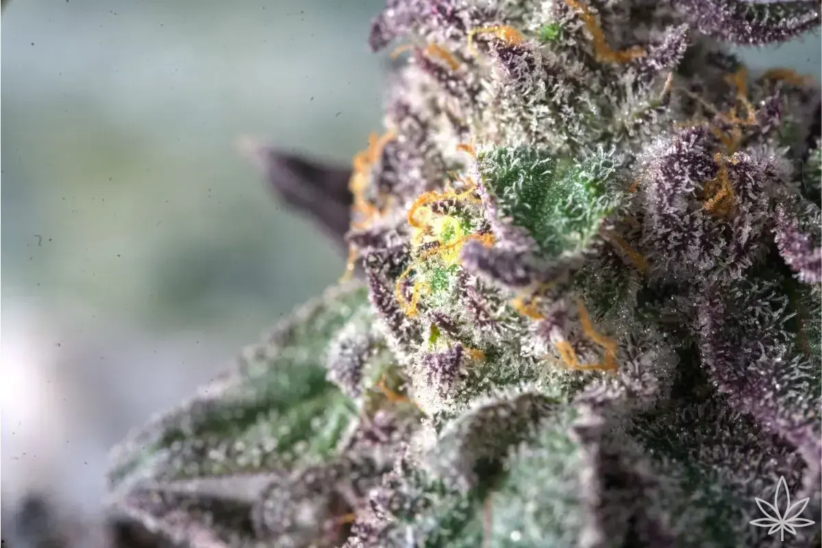 Zkittlez OG Auto – la bête tropicale à l’âme californienne